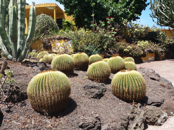 Jardín Botánico Canario Viera y Clavijo