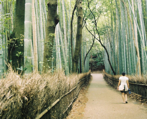 Pronto per un bagno nella foresta? Dal Giappone arriva il Forest Bathing