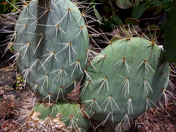 orto botanico Gran Canaria