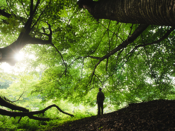 proprietà benefiche della natura