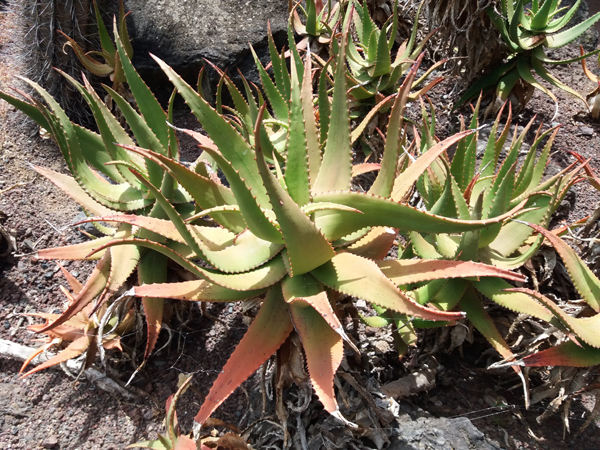 specie endemiche gran canaria